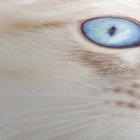 Tablou - Pisicuță (70x50 cm)