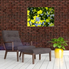 Tablou - frunze de arțar (70x50 cm)