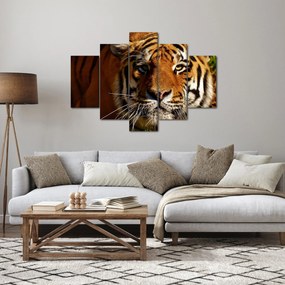 Tablou cu tigrul (150x105 cm)