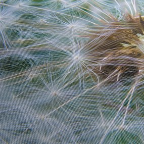 Tabloul cu păpădie desflorit (120x50 cm)