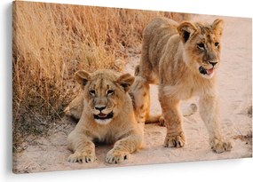 Tablou cu pui de leu (90x60 cm)