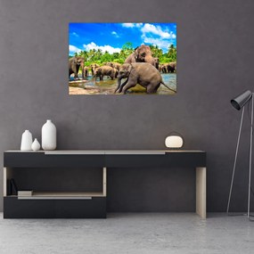 Tablou - Elefanți, Sri Lanka (90x60 cm)