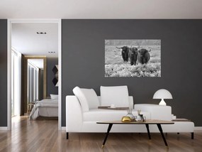 Tablou - Vaci scoțiene (90x60 cm)