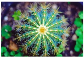 Tablou cu cactus (90x60 cm)