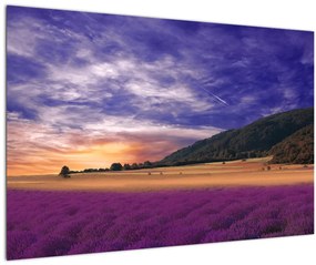 Tablou cu lunca cu lavandă (90x60 cm)