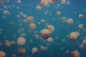 Fototapet, Smack of Jellyfish, Rebel Walls