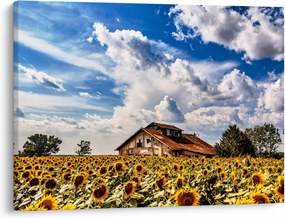 Tablou cu câmp de floarea soarelui (70x50 cm)