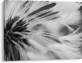 Tablou - Macro,alb-negru (70x50 cm)
