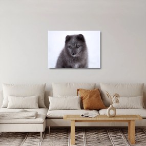 Tablou pe sticlă cu vulpe polară (70x50 cm)