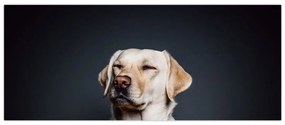 Tablou cu labrador (120x50 cm)