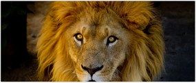 Tablou - Portret de leu (120x50 cm)