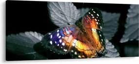 Tablou cu fluture (120x50 cm)