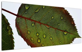 Tablou - Frunze de trandafir (120x50 cm)