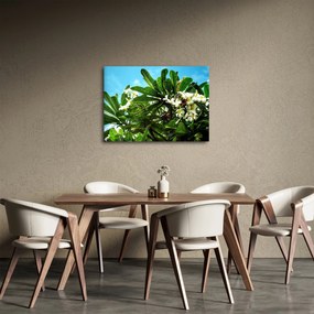 Tablou - Plumeria (70x50 cm)