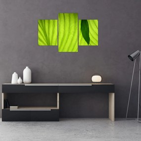 Tablou - Detaliu de frunză verde (90x60 cm)