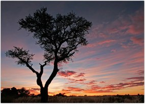 Tablou - Copac și nuanțe roșiatice (70x50 cm)