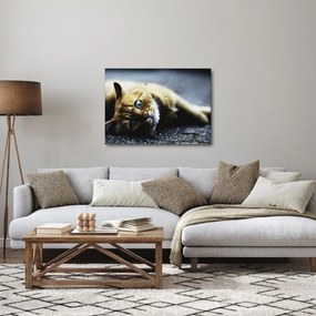 Tablou cu pisica (70x50 cm)