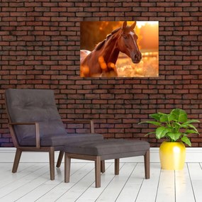 Tablou - Cal în apus de soare (70x50 cm)