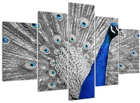 Tablou - păun albastru (150x105 cm)