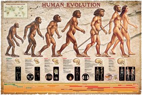 Poster Human Evolution