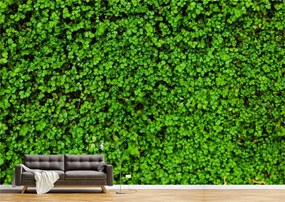 Tapet Premium Canvas - Covorul verde
