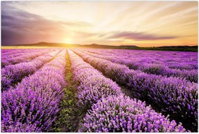 Tablou - Răsărit de soare în câmp de lavandă (90x60 cm)
