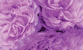 Fototapet - Flori (152,5x104 cm)