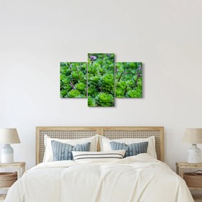 Tablou - Aloe (90x60 cm)
