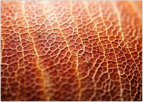 Tablou - Detaliu de textură (70x50 cm)