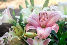 Fototapet crin roz în floare