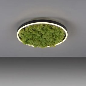Plafonieră LED dimabilă JUST LIGHT. 15391-66 GREEN RITU LED/20W/230V