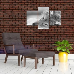 Tablou - Lup,alb-negru (90x60 cm)