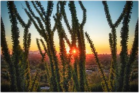 Tablou - Plante (90x60 cm)