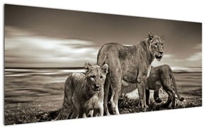Tablou cu leii alb negri (120x50 cm), în 40 de alte dimensiuni noi