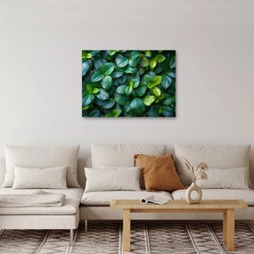Tablou - Plante verzi (70x50 cm)