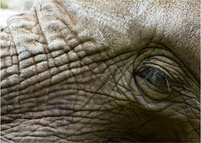 Tablou pe sticlă - Prim-planul ochiului de elefant vechi (70x50 cm)