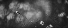 Tablou - Iarbă de pajiște (120x50 cm)