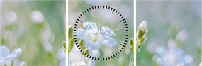 Tablou - Flori delicate (cu ceas) (90x30 cm)