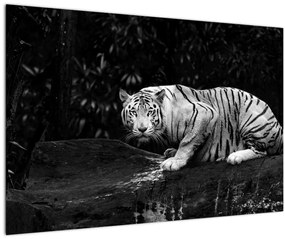 Tablou - Tigru alb, alb-negru (90x60 cm)