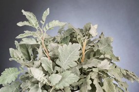 Aranjament floral design LUX Cineraria, 40x55cm