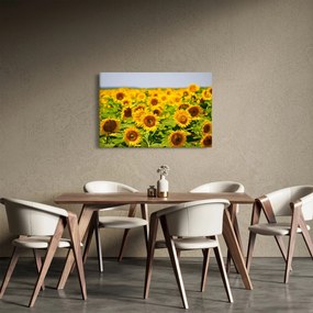 Tablou - Floarea-soarelui (90x60 cm)