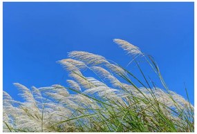 Fototapet Albastru Grass