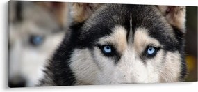 Tablou cu câinele husky (120x50 cm)