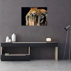 Tablou pe sticlă - Ghepard (70x50 cm)