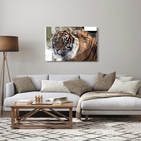 Tablou cu tigrul (90x60 cm)