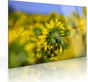 Tablou pe sticlă cu floarea soarelui (70x50 cm)