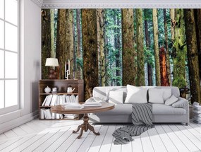 Fototapet - Pădure (254x184 cm), în 8 de alte dimensiuni noi
