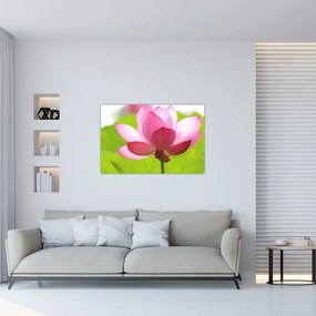 Tablou cu flori de lotus (90x60 cm)