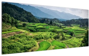 Tablou cu câmp de orez (120x50 cm)