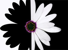 Tablou - Floare, alb- negru (90x60 cm)
